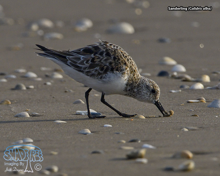 Sanderling - Calidris alba