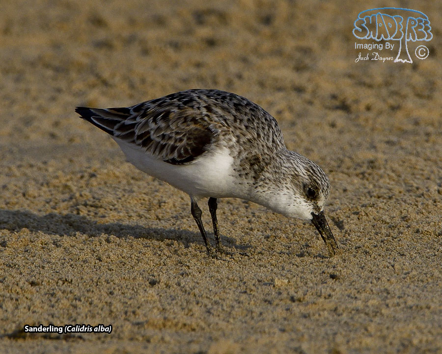 Sanderling - Calidris alba
