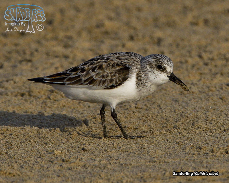 Sanderling - Calidris alba