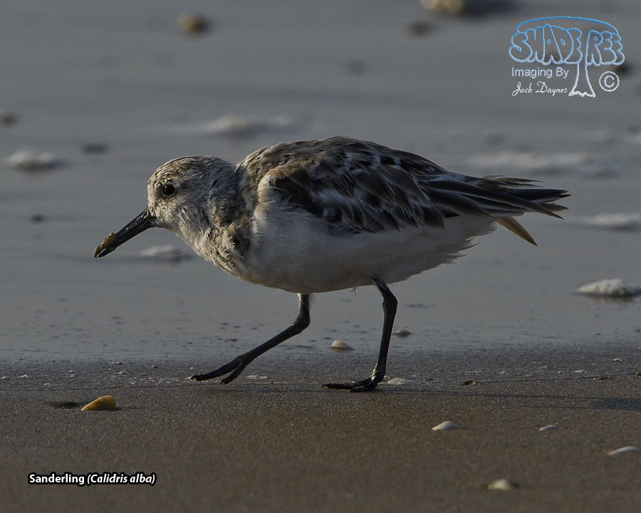 Sanderling - Calidris alba