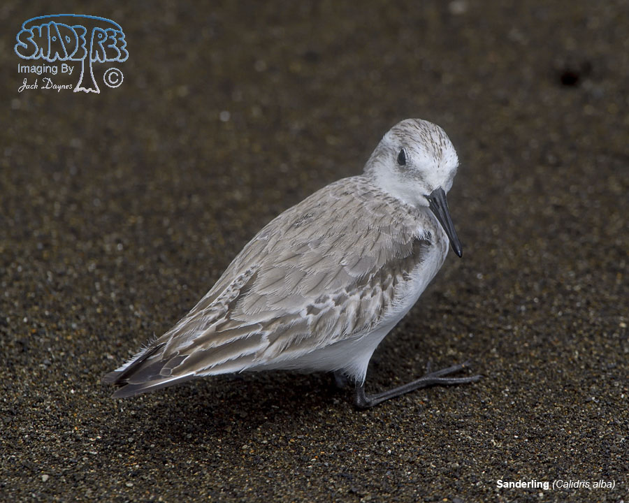 Sanderling - Calidris alba