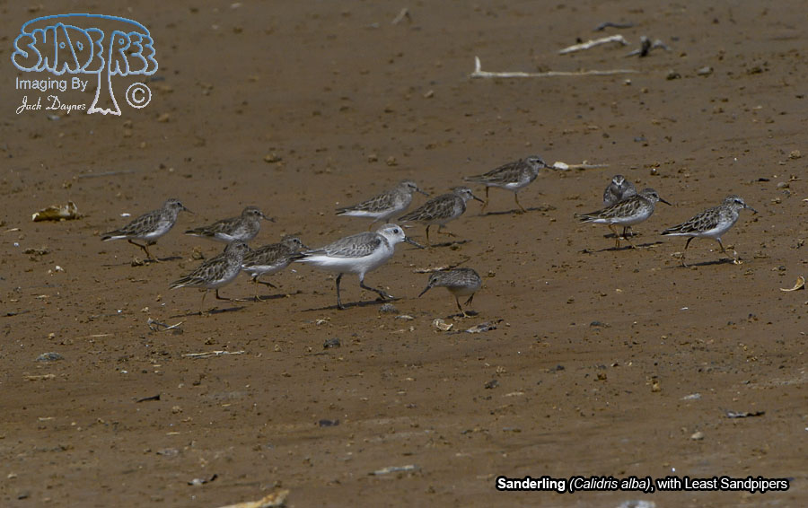 Sanderling - Calidris alba