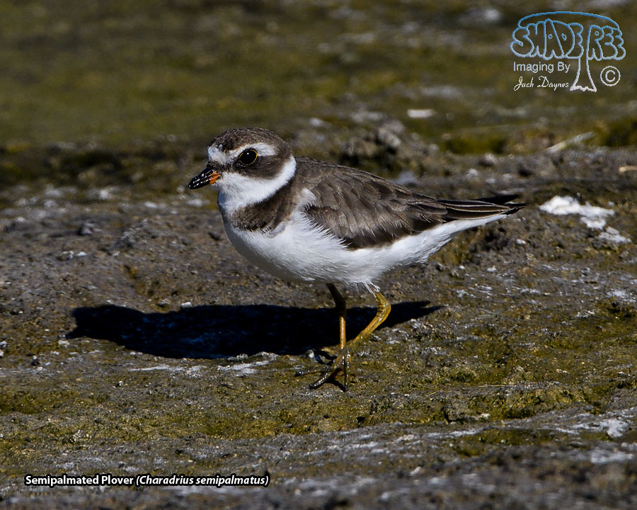 Semipalmated Plover - Charadrius semipalmatus
