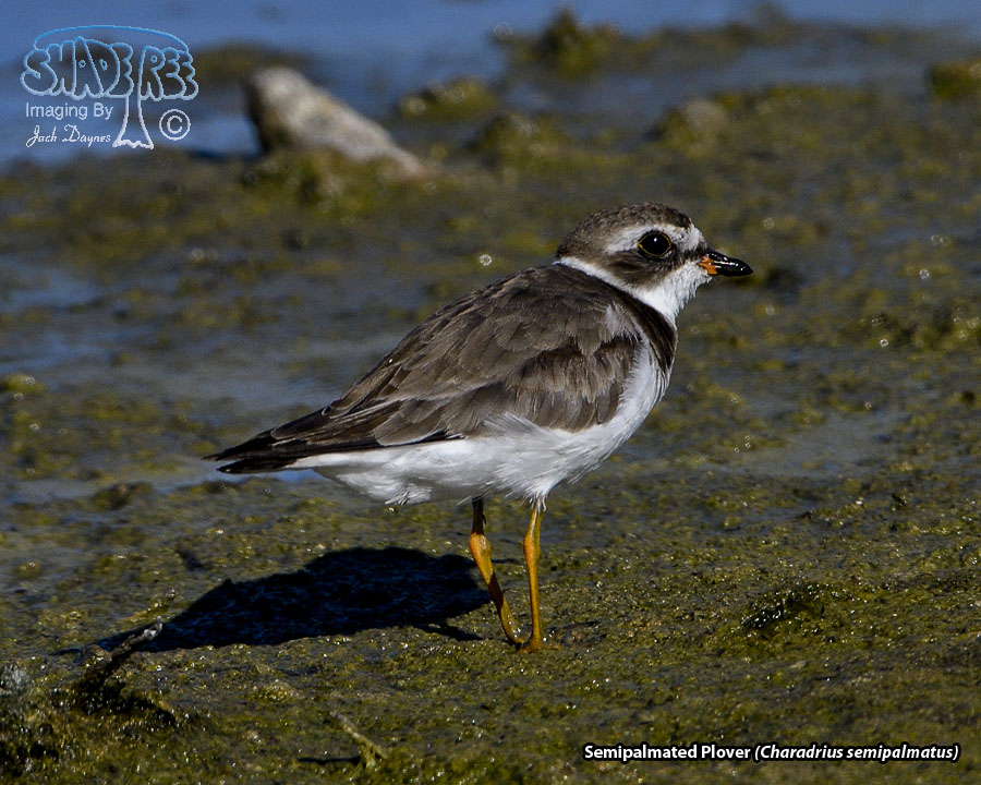 Semipalmated Plover - Charadrius semipalmatus