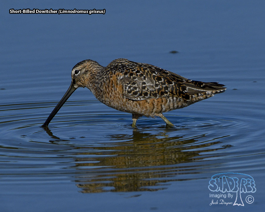 Short-Billed Dowitcher - Limnodromus griseus