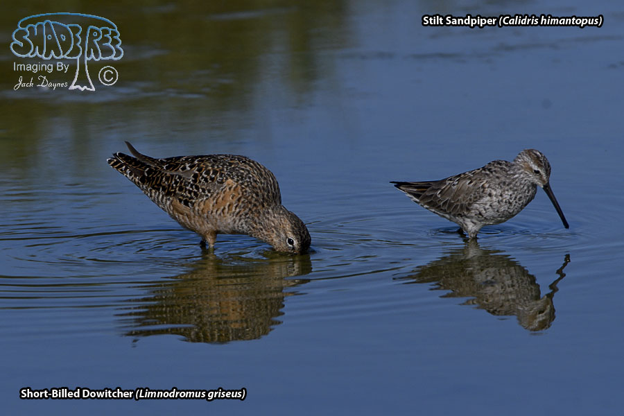 Short-Billed Dowitcher - Limnodromus griseus