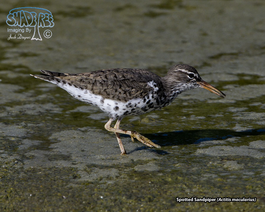 Spotted Sandpiper - Actitis macularius