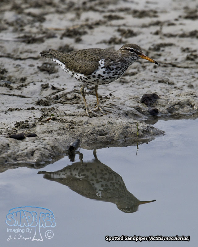 Spotted Sandpiper - Actitis macularius