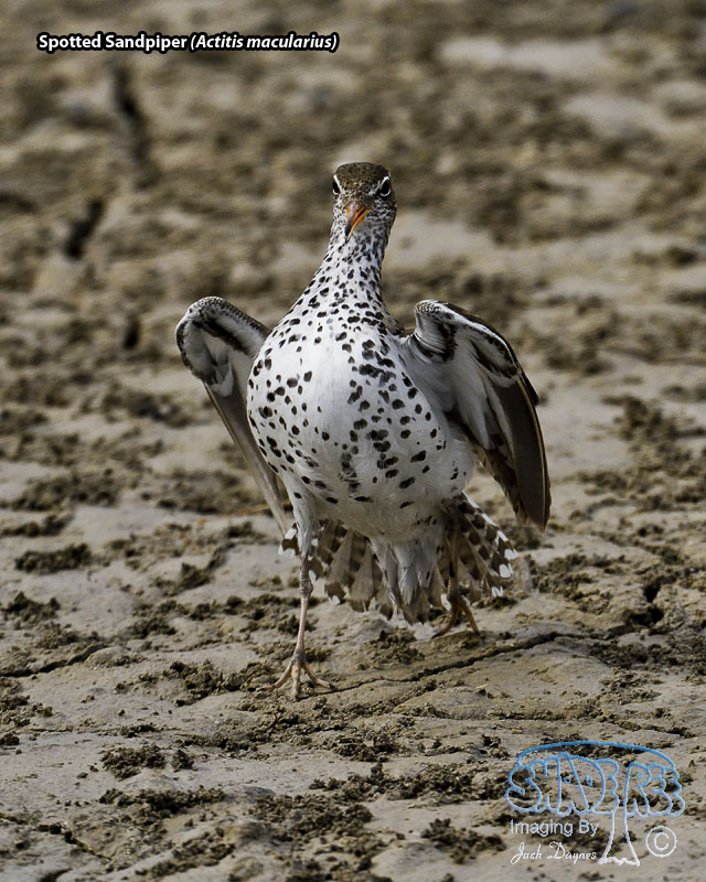 Spotted Sandpiper - Actitis macularius