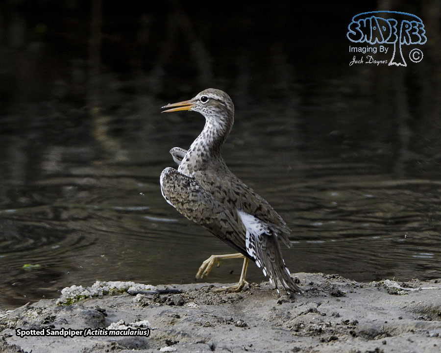 Spotted Sandpiper - Actitis macularius