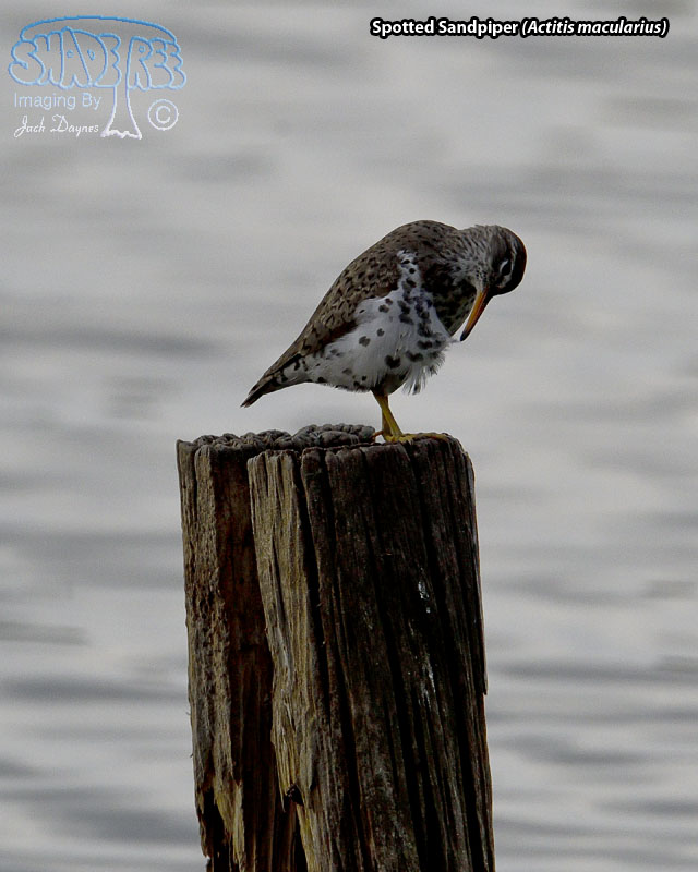 Spotted Sandpiper - Actitis macularius