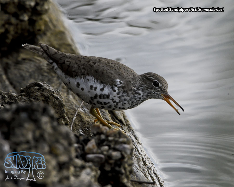 Spotted Sandpiper - Actitis macularius
