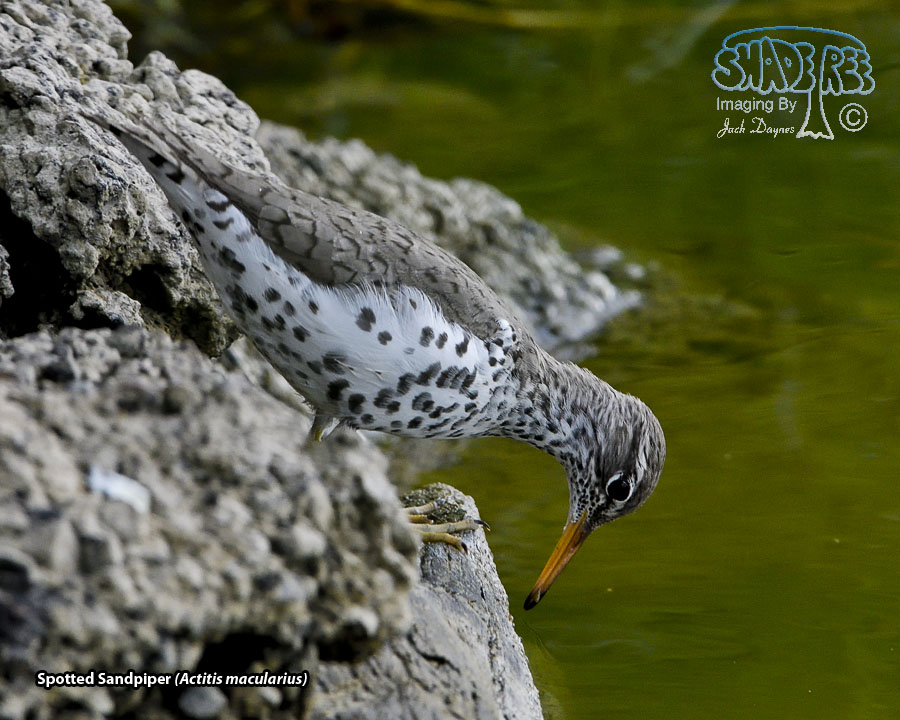 Spotted Sandpiper - Actitis macularius