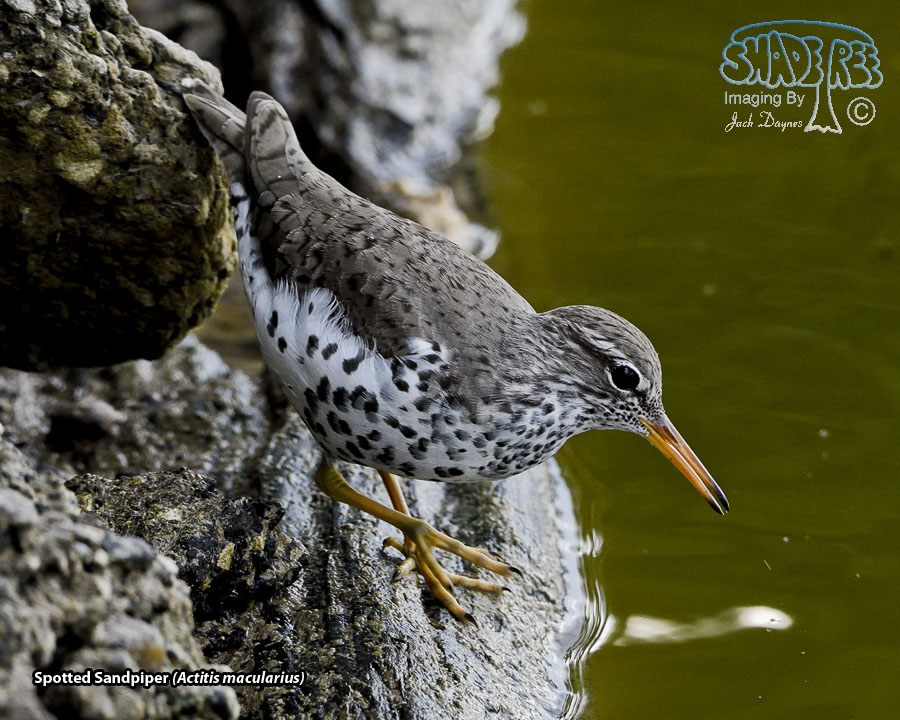 Spotted Sandpiper - Actitis macularius