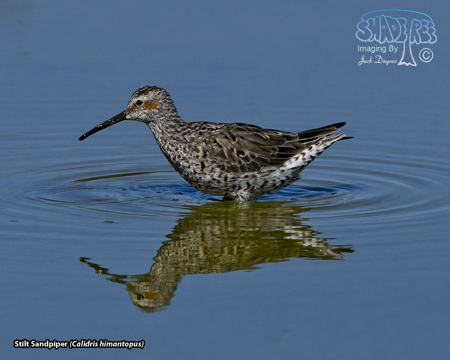 Stilt Sandpiper - Calidris himantopus