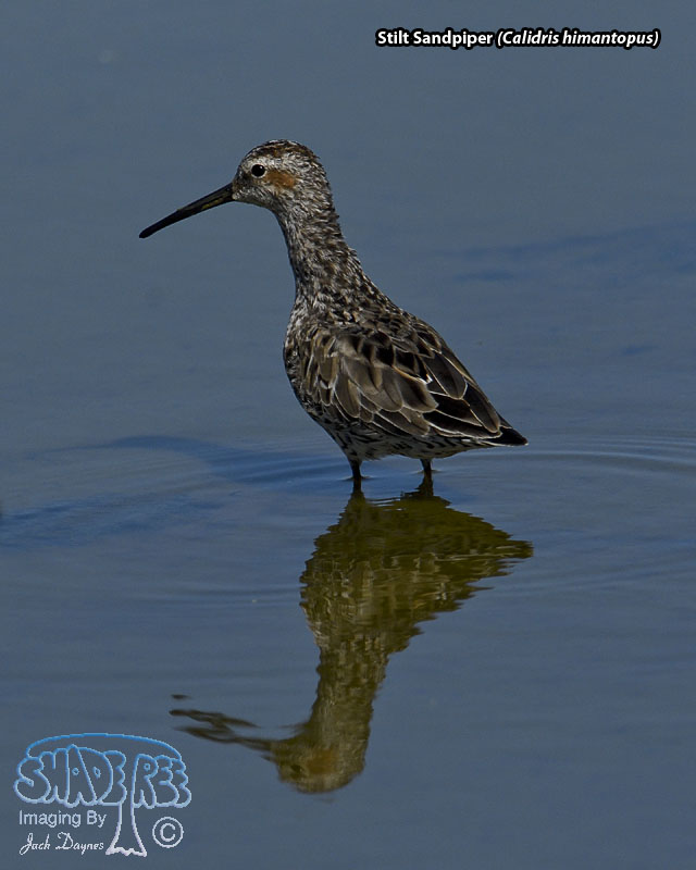 Stilt Sandpiper - Calidris himantopus