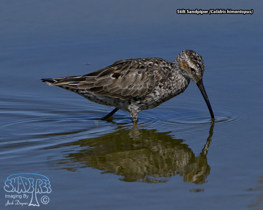Stilt Sandpiper - Calidris himantopus