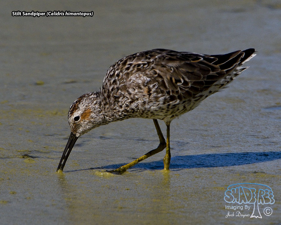Stilt Sandpiper - Calidris himantopus