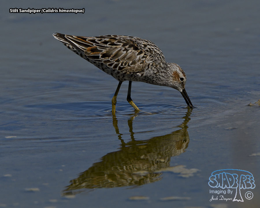 Stilt Sandpiper - Calidris himantopus