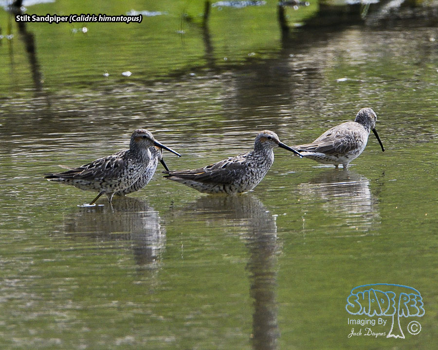 Stilt Sandpiper - Calidris himantopus