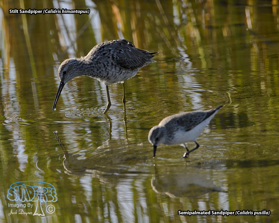 Stilt Sandpiper - Calidris himantopus