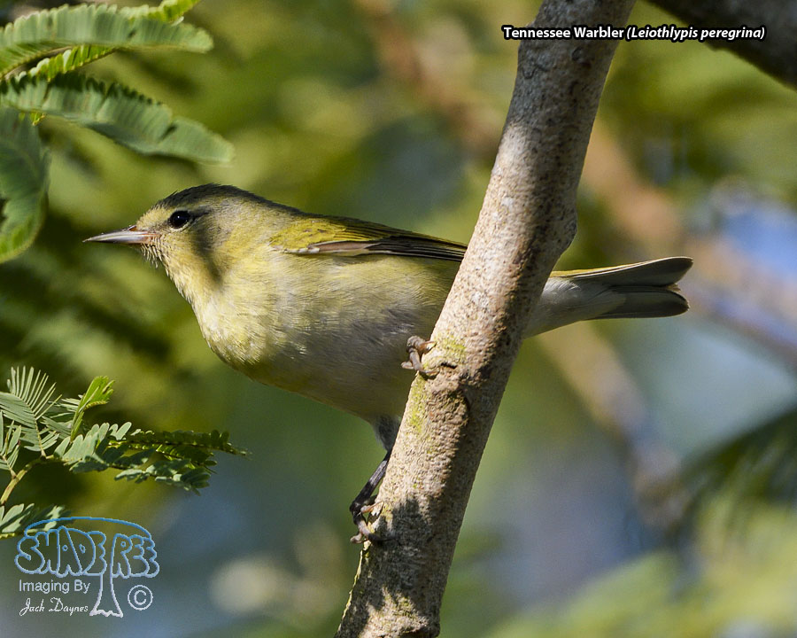 Tennessee Warbler - Leiothlypis peregrina