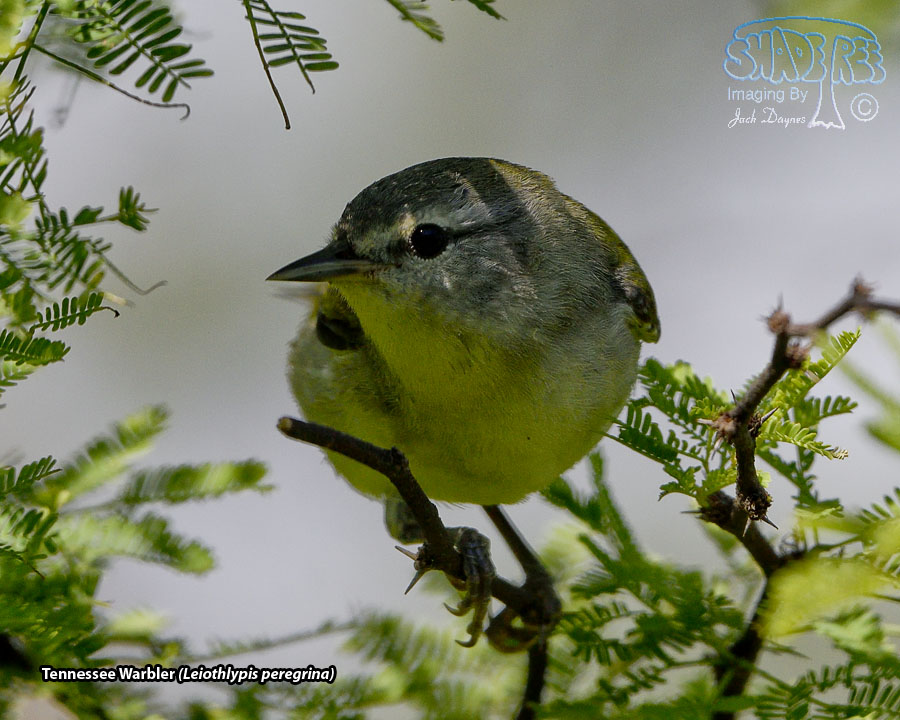 Tennessee Warbler - Leiothlypis peregrina