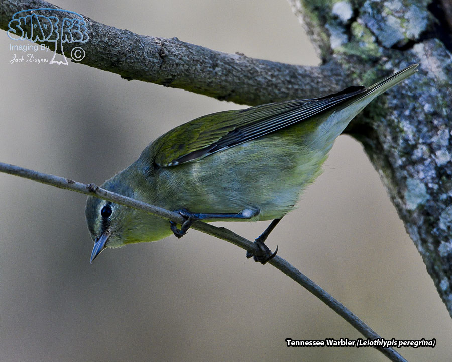 Tennessee Warbler - Leiothlypis peregrina