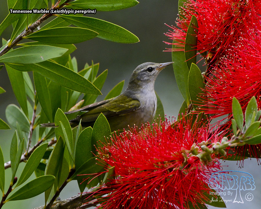 Tennessee Warbler - Leiothlypis peregrina