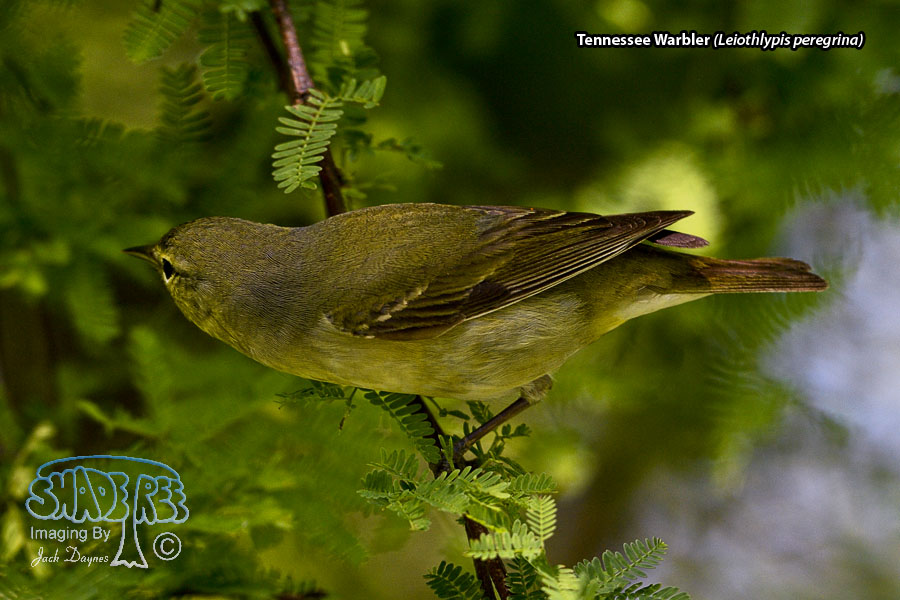 Tennessee Warbler - Leiothlypis peregrina