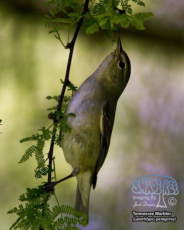 Tennessee Warbler - Leiothlypis peregrina