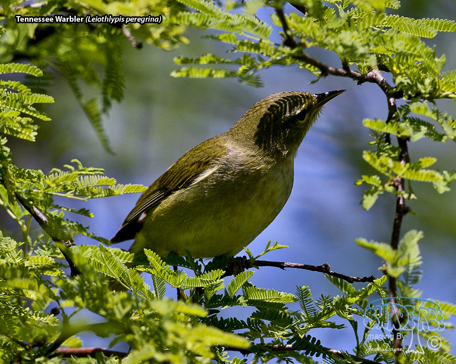 Tennessee Warbler - Leiothlypis peregrina