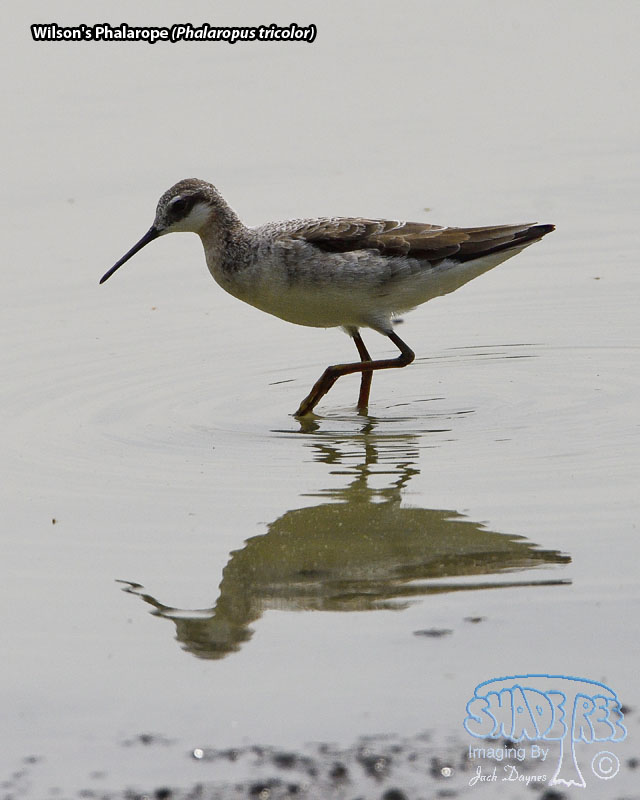 Wilson's Phalarope - Phalaropus tricolor