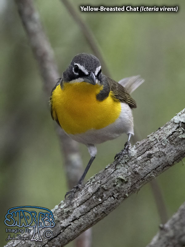 Yellow-Breasted Chat - Icteria virens