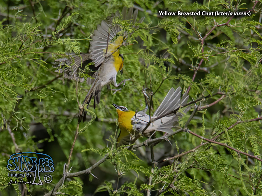 Yellow-Breasted Chat - Icteria virens