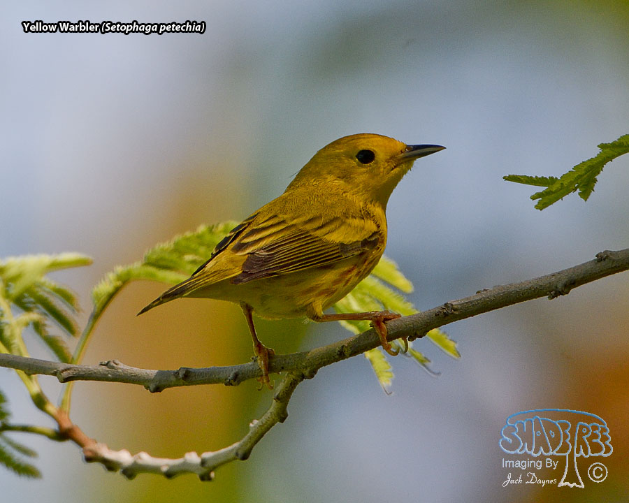 Yellow Warbler - Setophaga petechia