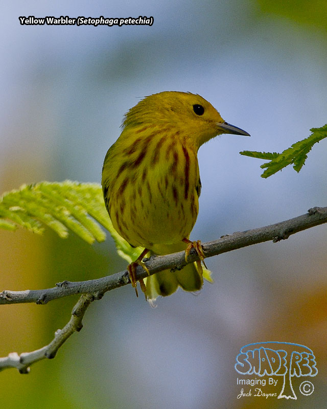 Yellow Warbler - Setophaga petechia