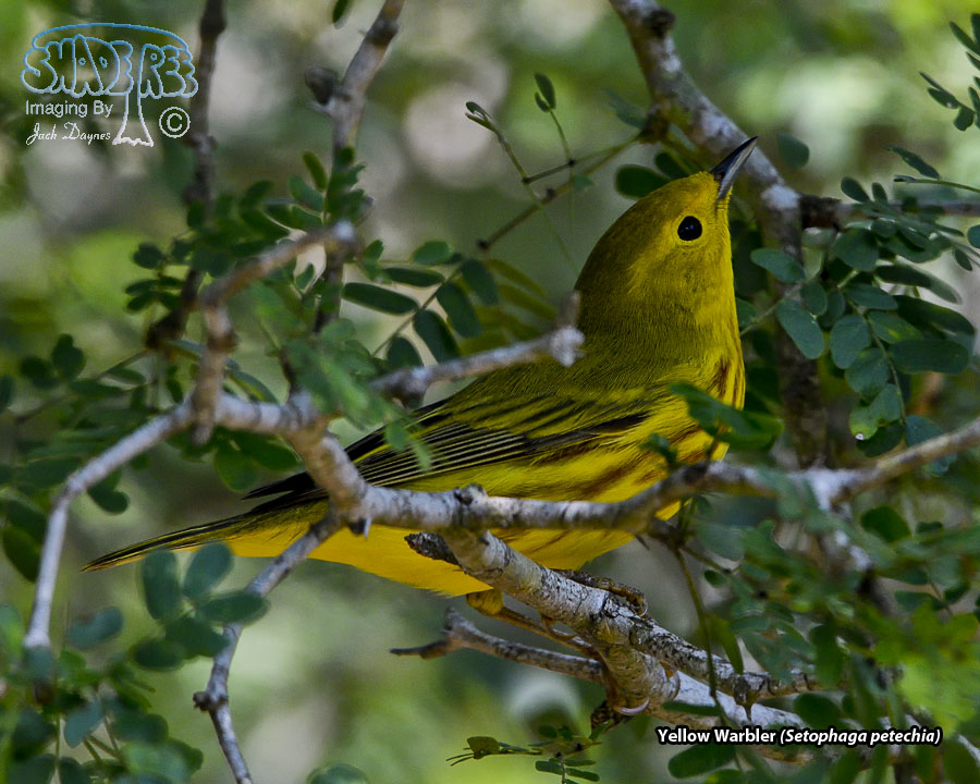 Yellow Warbler - Setophaga petechia