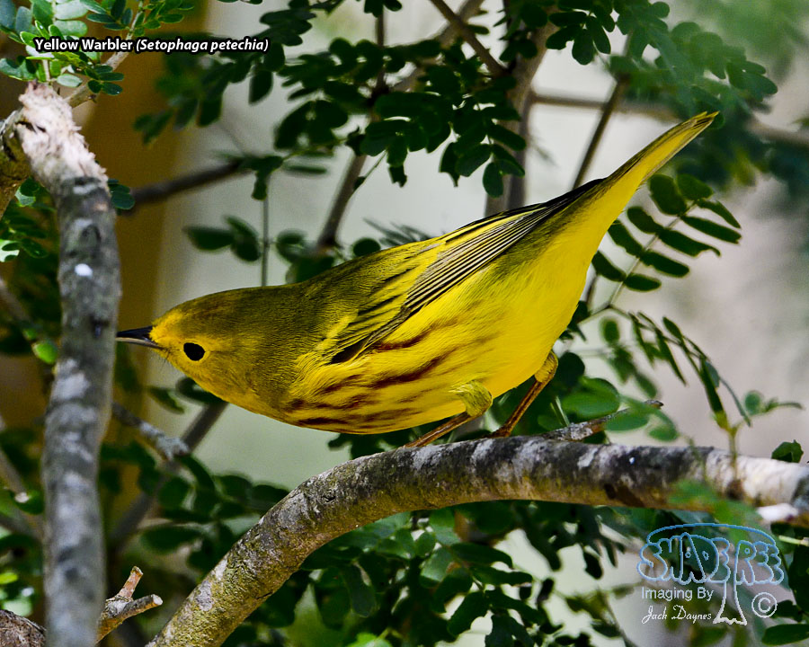 Yellow Warbler - Setophaga petechia