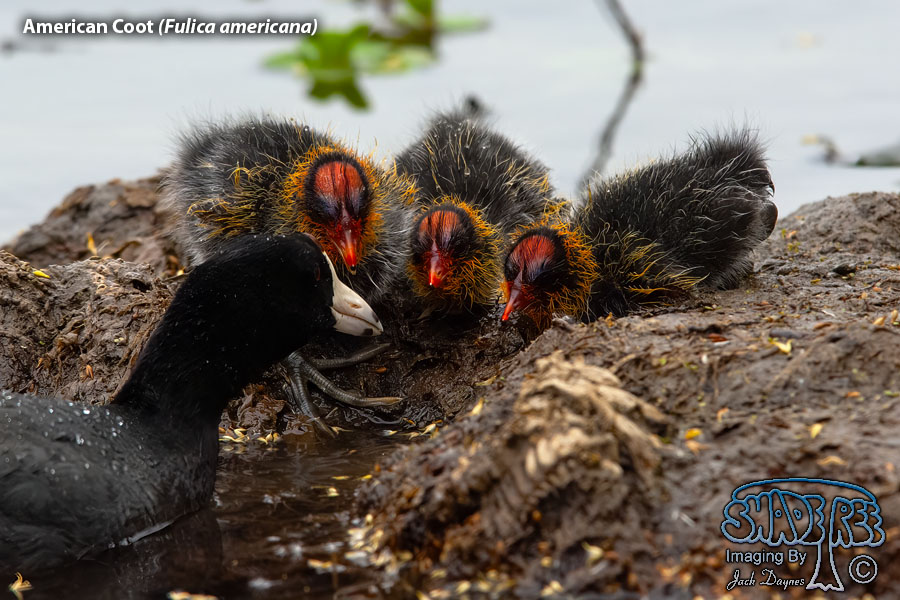 American Coot - Fulica americana