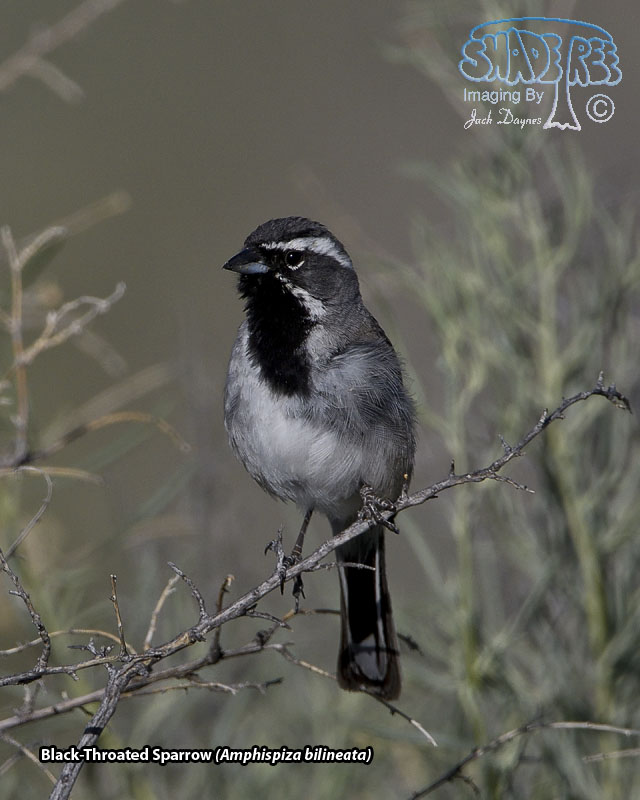 Black-Throated Sparrow - Amphispiza bilineata