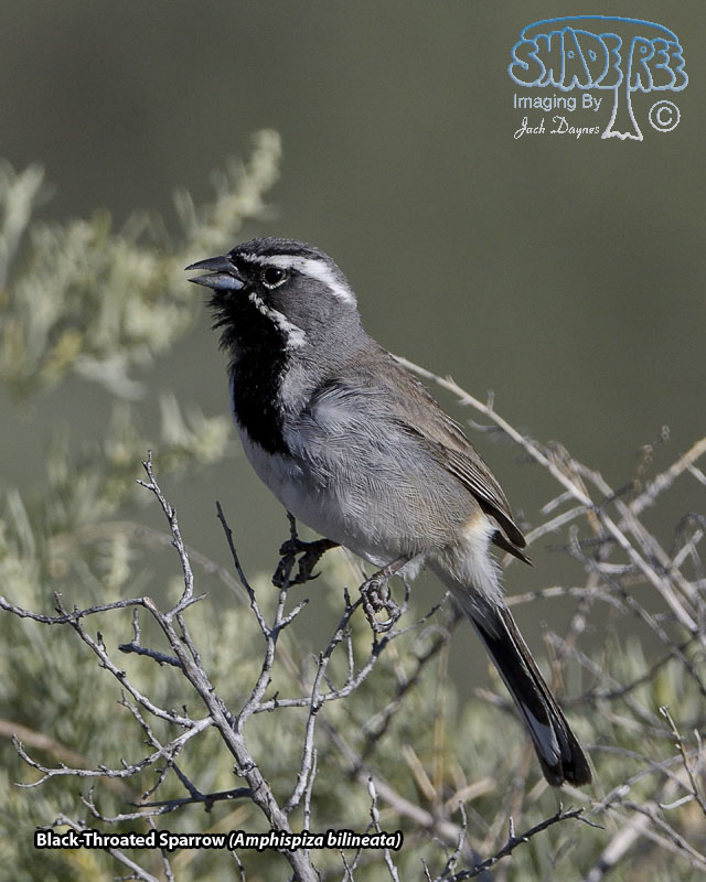 Black-Throated Sparrow - Amphispiza bilineata