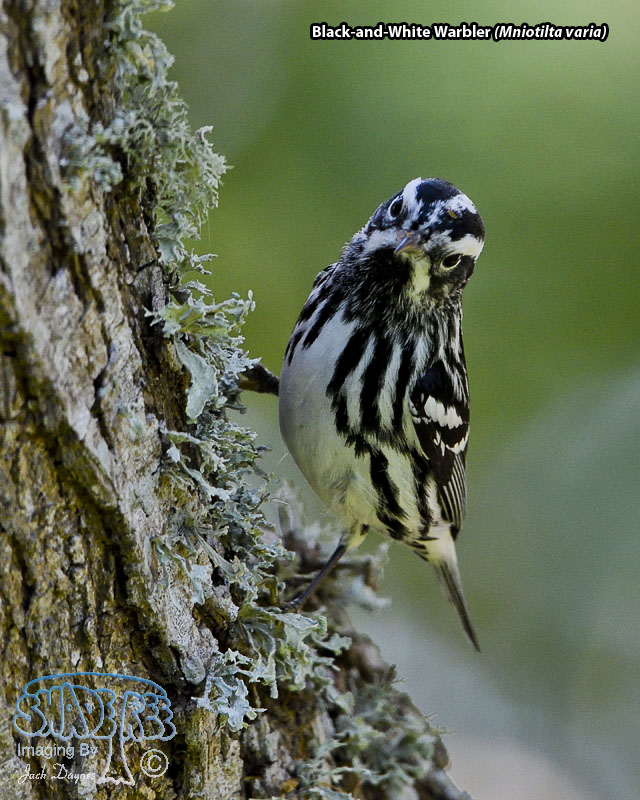 Black-and-White Warbler - Mniotilta varia