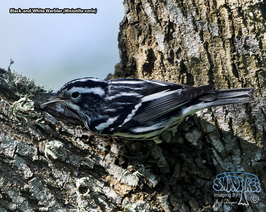 Black-and-White Warbler - Mniotilta varia