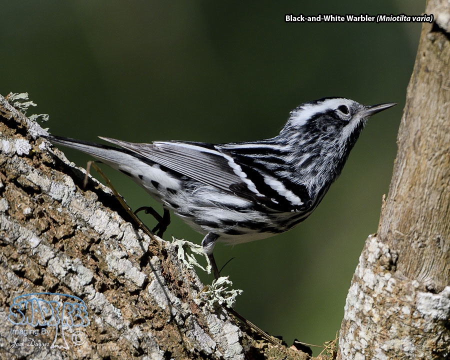 Black-and-White Warbler - Mniotilta varia