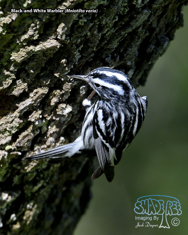 Black-and-White Warbler - Mniotilta varia