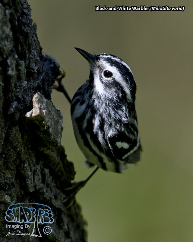 Black-and-White Warbler - Mniotilta varia