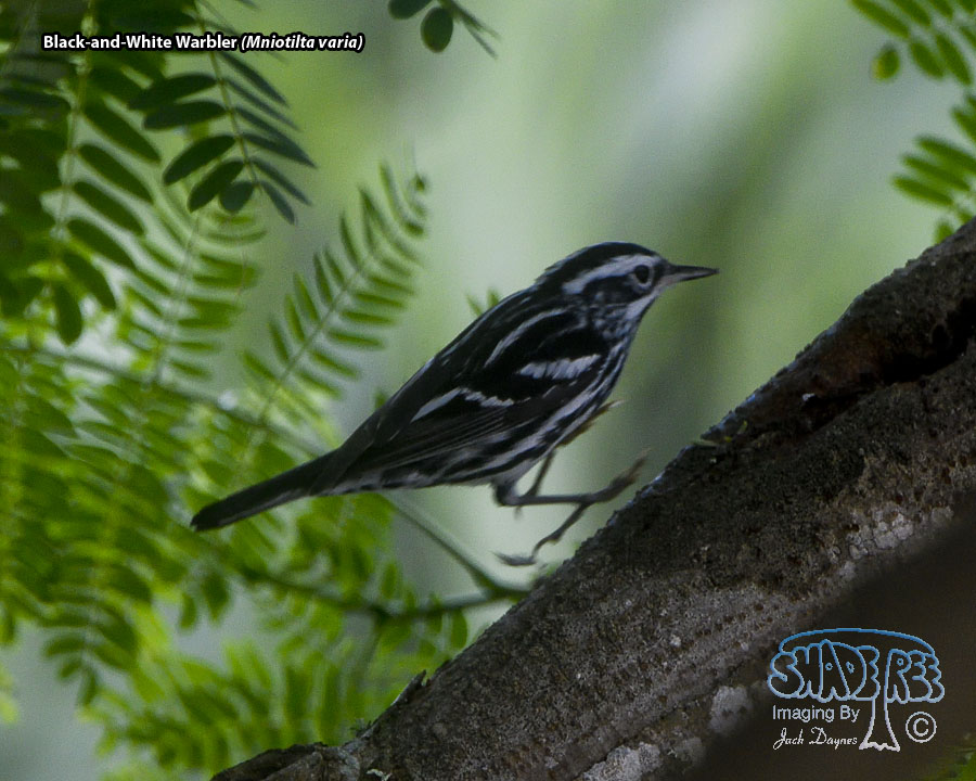 Black-and-White Warbler - Mniotilta varia