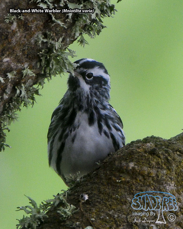 Black-and-White Warbler - Mniotilta varia