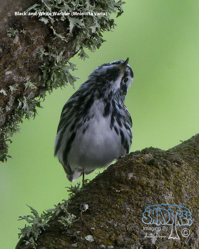 Black-and-White Warbler - Mniotilta varia